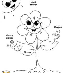 10张自然科学光合作用植物生长记录单有趣的作业涂色图纸免费下载