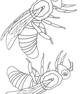 12张有着黄色黑色条纹的昆虫大黄蜂涂色卡通图片下载！