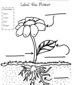 Label the Flower！10张花朵的各个部分英文小报空白模板下载！