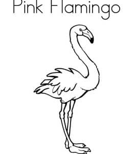 Pink Flamingo！12张企鹅火烈鸟孔雀猫头鹰鸟类英文单词描红练习题！