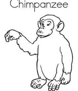 9张认识英文单词Chimpanzee有趣的涂色描红简笔画图纸！