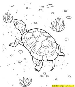 我喜欢我的小乌龟！15张乌龟妈妈乌龟宝宝卡通涂色图片！
