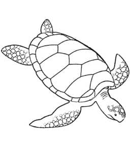 10张有趣古老的长寿动物乌龟涂色简笔画大全！