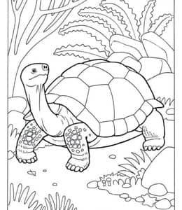 13张有着漂亮纹理的背着小房子的小乌龟卡通涂色简笔画！