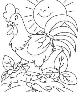 为什么公鸡早起会打鸣？10张小鸡小公鸡小母鸡涂色涂色图片