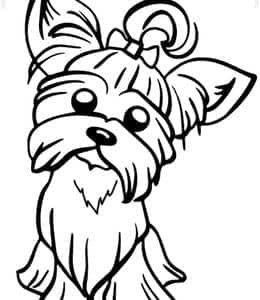 9张约克夏及更多小型犬狗狗卡通儿童简笔画免费下载！