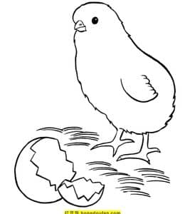 9张毛茸茸的可爱的小鸡涂色儿童卡通免费填色图片！
