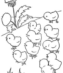 好多好多小鸡仔！7张毛茸茸的可爱小鸡儿童涂色简笔画！