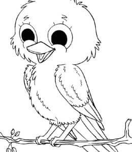 小鸟叫声的含义？10张鹈鹕麻雀山鸡孔雀鹦鹉儿童涂色简笔画！