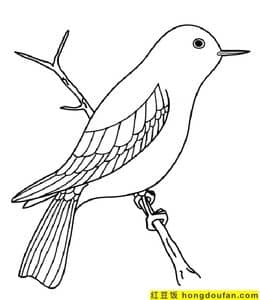 黄鹂鸟和白鸽！11张山雀孔雀鹦鹉大嘴鸟涂色儿童简笔画