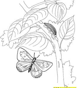 12张蝴蝶的医生蚂蚁王国蜜蜂采蜜更多昆虫卡通涂色儿童画！