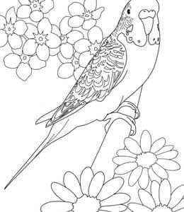 谁家的小鹦鹉最可爱？14张鹦鹉黄鹂鸟燕子小鸟主题涂色图片