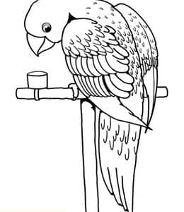 我家有只小鹦鹉！10张可爱的鹦鹉老鹰锦鸡涂色图片免费下载！