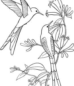 13张蜂鸟白鹭麻雀燕子老鹰有趣的鸟类卡通涂色图片免费下载