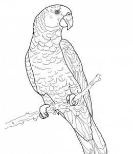 10张拥有光彩夺目的羽毛的大鹦鹉宝宝卡通涂色图片下载！