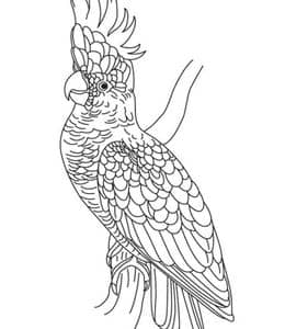 15张美丽和有趣的长尾鹦鹉卡通涂色故事图片免费下载