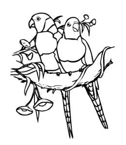 10张虎皮鹦鹉巨嘴鸟宠物鸟类卡通涂色儿童图片下载！