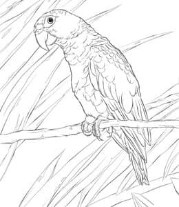 10张好奇又调皮漂亮的鹦鹉卡通涂色图纸免费下载！