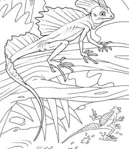 10张神奇的变色龙蜥蜴壁虎奇奇怪怪的爬行动物卡通涂色简笔画！