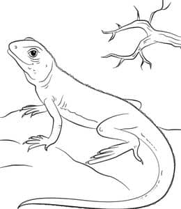 10张有其独特的特征的蜥蜴变色龙壁虎宠物涂色简笔画免费下载