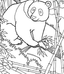 12张象征着和平友谊和可爱的免费熊猫主题涂色图片下载！