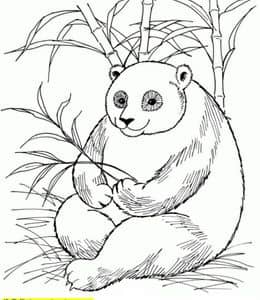 13张爱吃竹笋的大熊猫花花涂色简笔画免费下载！