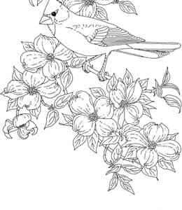 10张小鸟花朵自然主题成人曼陀罗卡通涂色图片免费下载！