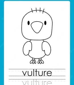 V is for vulture. 10张企鹅斑马牦牛更多动物单词描红作业题！