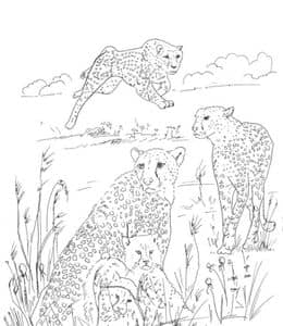 最优秀的狩猎者！11张猎豹金钱豹卡通涂色图片免费下载
