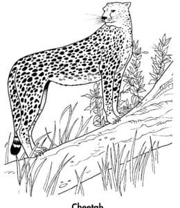 森林的守护者！12张优雅迷人的猎豹金钱豹动物涂色图片免费下载