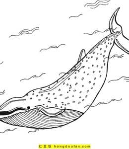 神秘的海底生物！11张巨型鲸鱼涂色简笔画免费下载