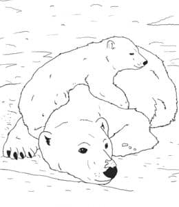 12张胖乎乎懒羊羊的北极熊一家人涂色图片免费下载！
