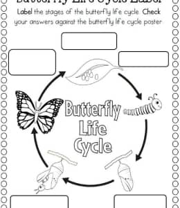 Butterfly Life Cycle Label！14张小鸡以及蝴蝶的一生有趣的生物成长手抄报图纸！