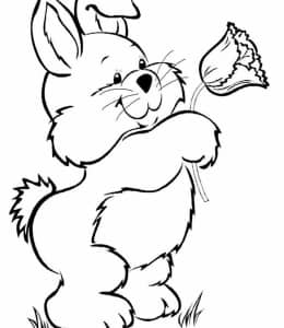10张我最爱的宠物小兔子卡通图的儿童简笔画！